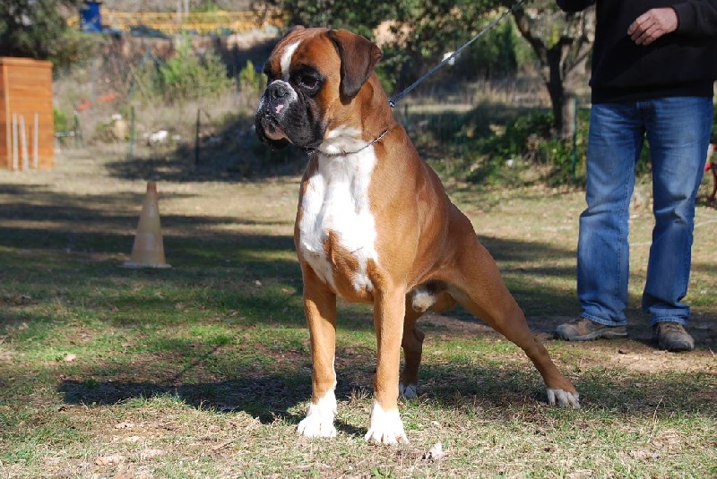 CH. Lex de la finca sapho