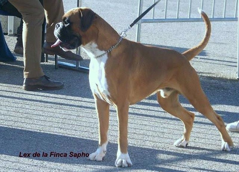 Lex de la Finca Sapho